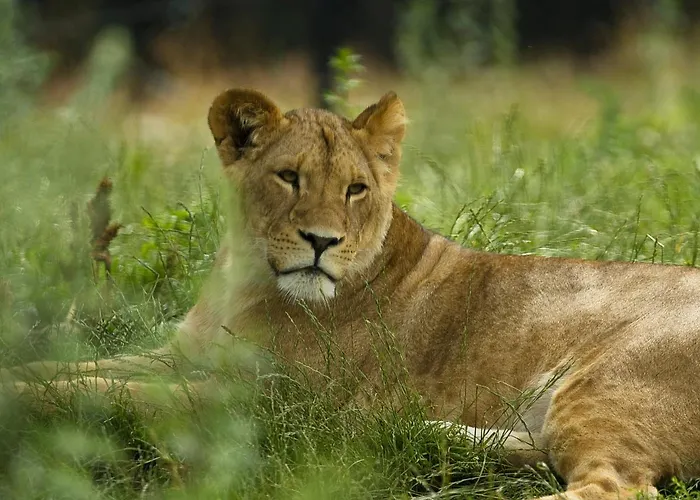 Dyreparken Safarihotell